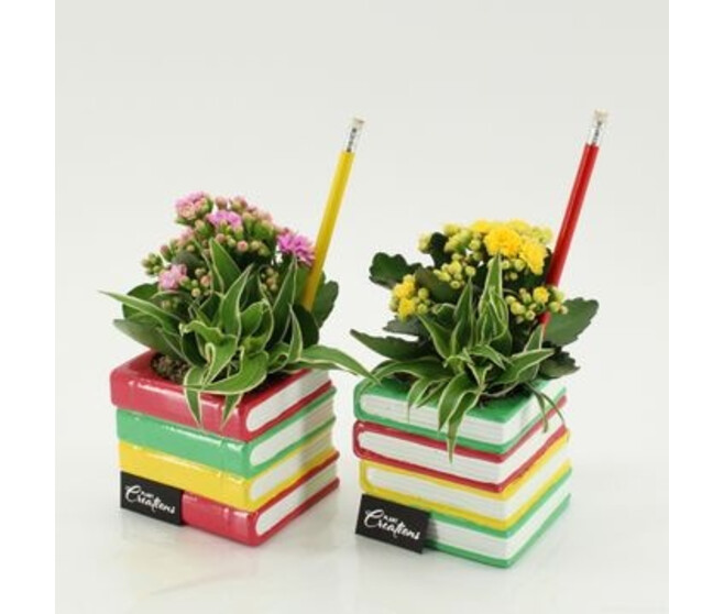 COMPO 2 PLANTES CERAM LIVRES