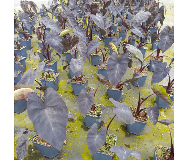 COLOCASIA ESCULENTA BLACK MAGIC