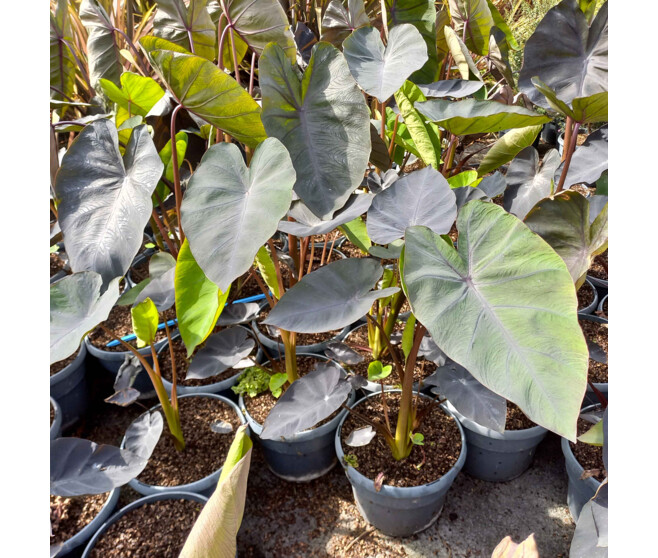 COLOCASIA ESCULENTA BLACK MAGIC