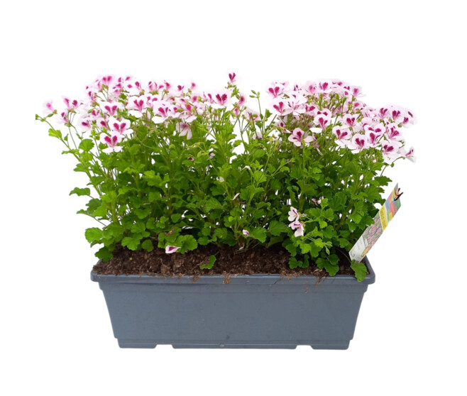 GERANIUM ODORANT
