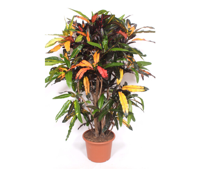CROTON