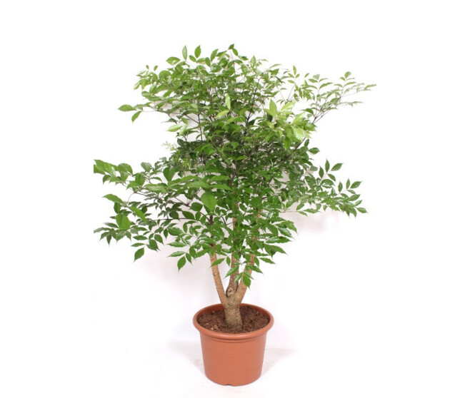 HETEROPANAX CHINENSIS