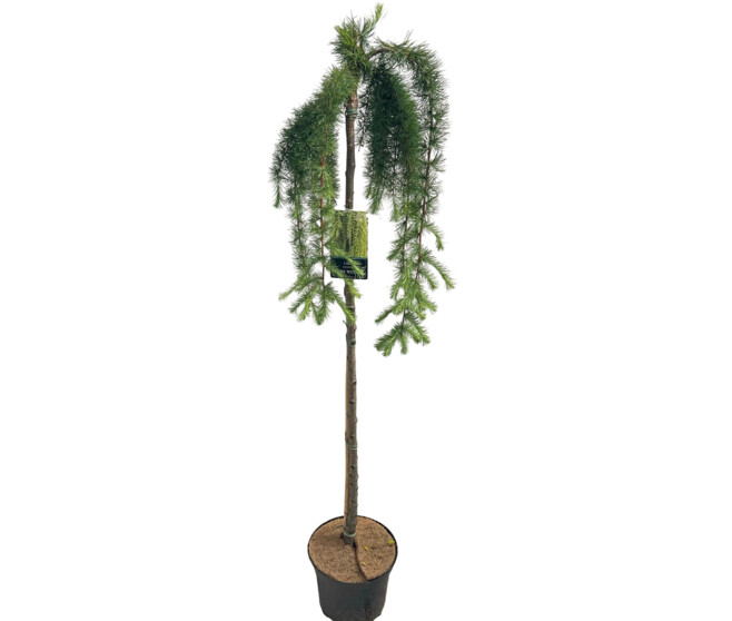LARIX KAEMPFERI STIFF WEEPER TIGE