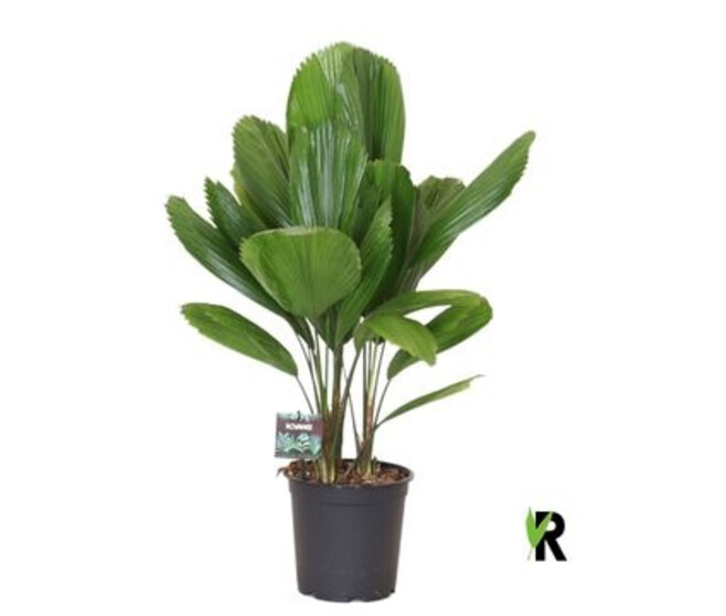 LICUALA GRANDIS