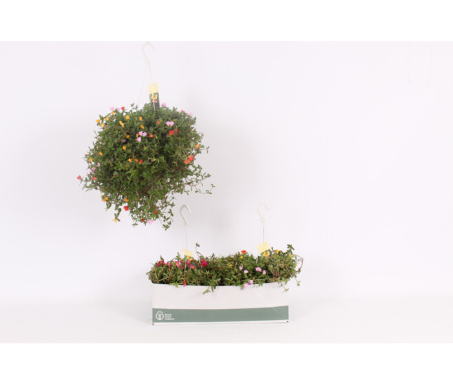 PORTULACA POURPIER SUSP