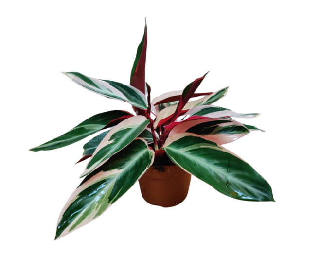 CALATHEA STROMANTHE TRIOSTAR