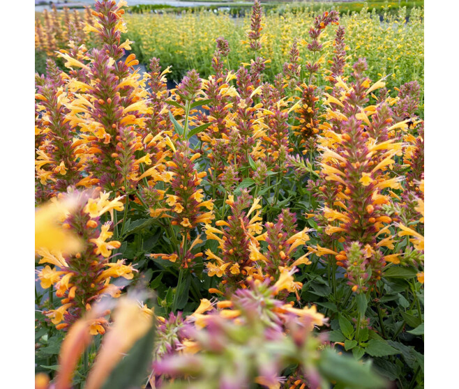 AGASTACHE KUDOS GOLD