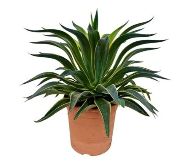 AGAVE DESMETIANA