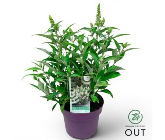 BUDDLEJA BUTTERFLY CANDY LITTLE WHITE