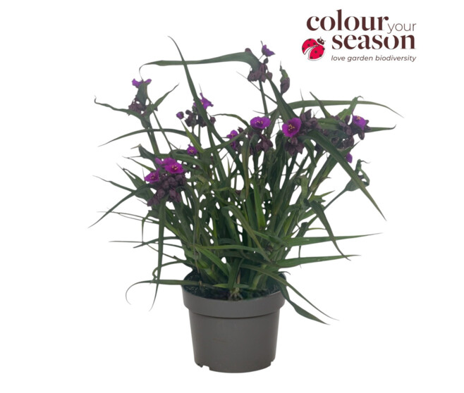 TRADESCANTIA JS BRAINSTORM