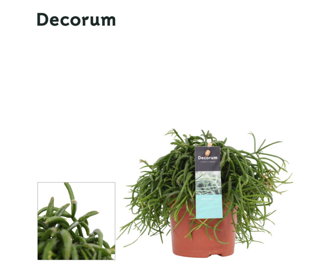 RHIPSALIS BACCIFERA OASIS