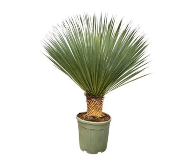YUCCA ROSTRATA