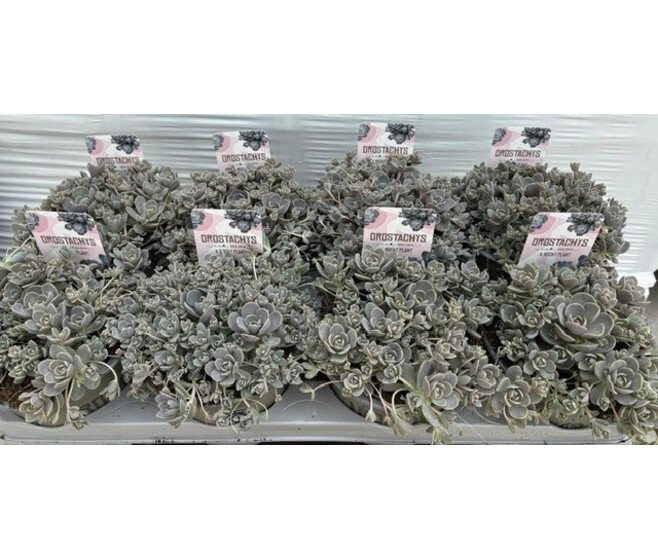 OROSTACHYS