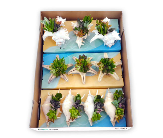 COMPO SUCCULENTE X5 COQUILLAGE