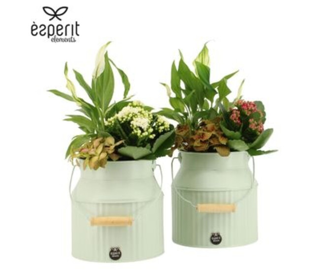 COMPO 3 PLANTES POT ZINC