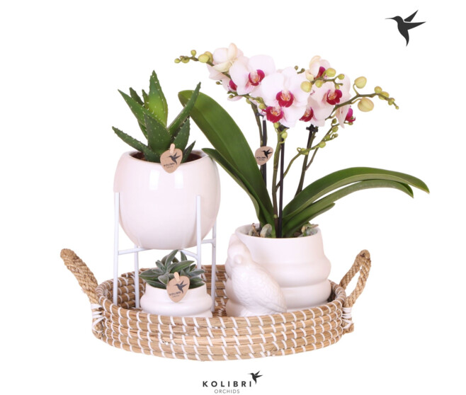 COMPO 3 PLANTES VERRE PLATEAU BOIS