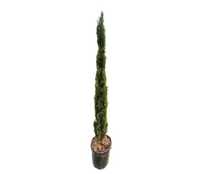 CUPRESSUS SEMPERVIRENS