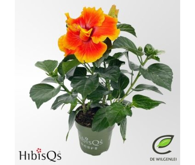 HIBISCUS FL DOUBLE APOLLO