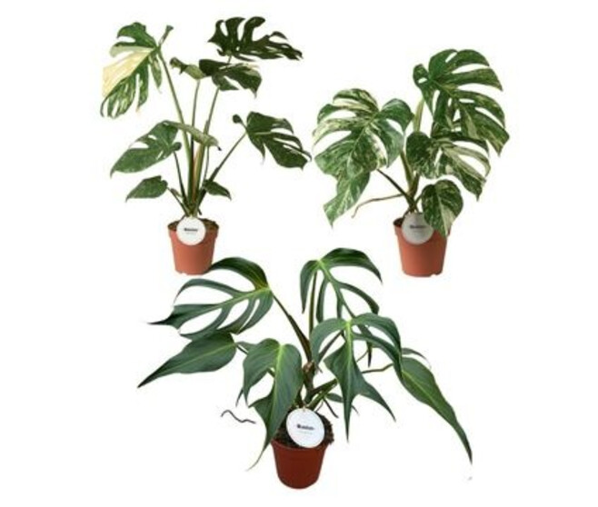 PHILODENDRON MONSTERA VARIE