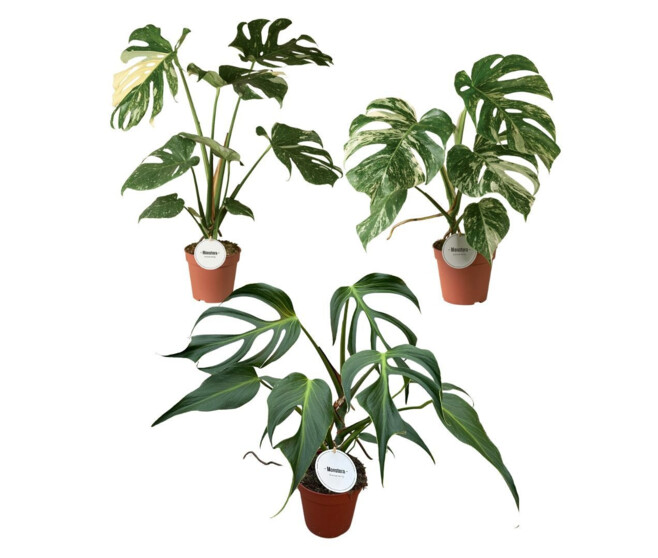 PHILODENDRON MONSTERA VARIE