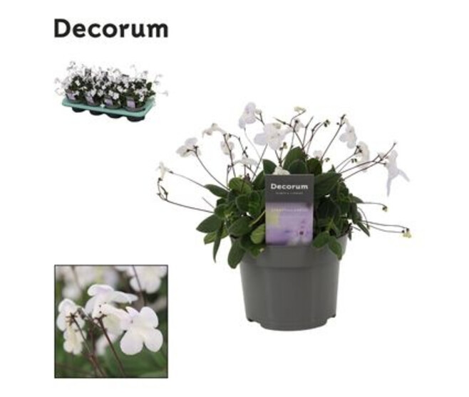 STREPTOCARPUS SAXORUM BLANC