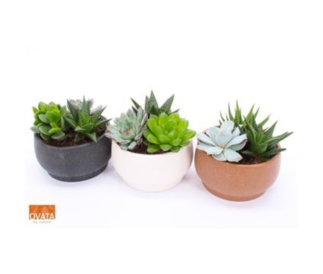 SUCCULENTE X3 COUPE CERAM