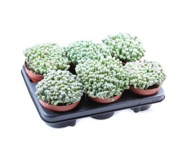 SUCCULENTE FENESTRARIA RHOPALOPHYLLA