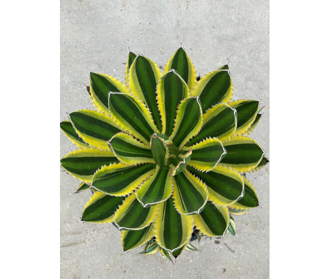AGAVE POTATORUM