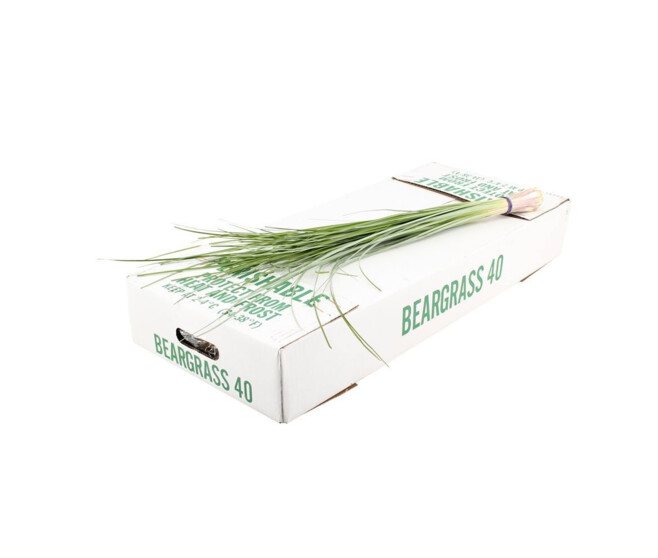 BEARGRASS
