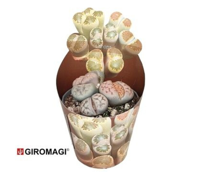 CACTUS LITHOPS