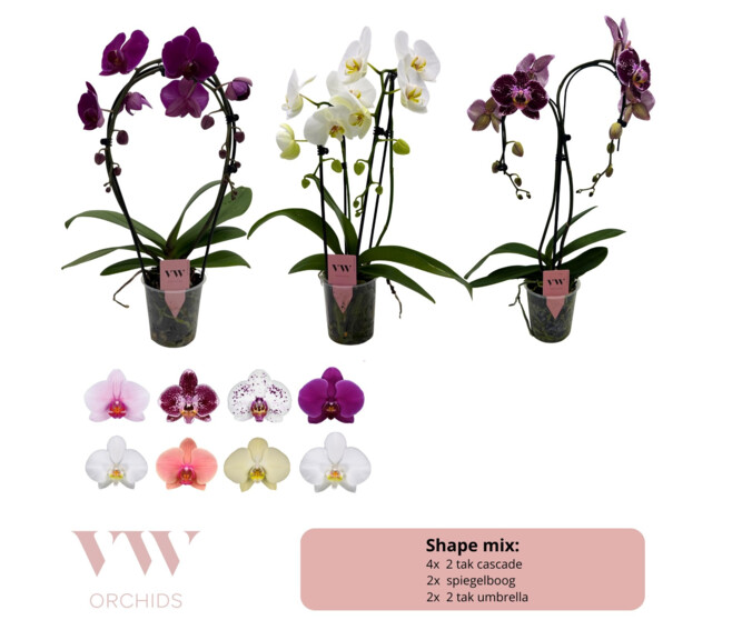 PHALAENOPSIS 2BR FORMES VARIEES