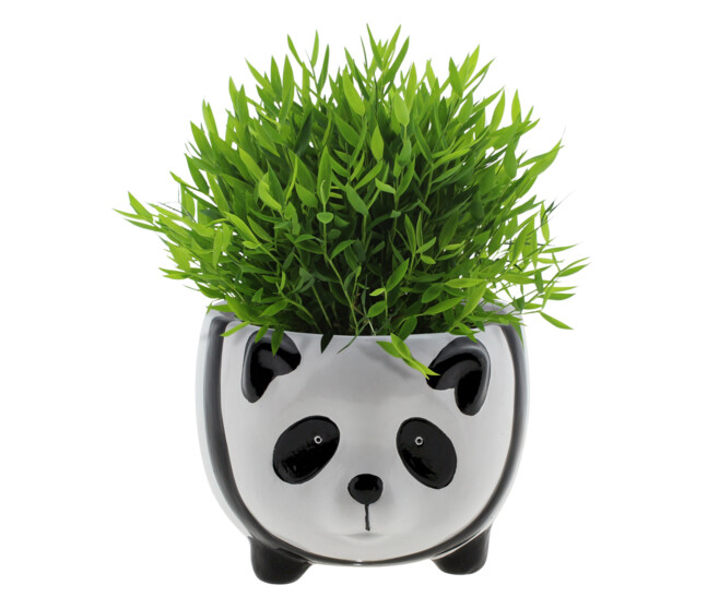 POGONATHERUM MONICA CERAM PANDA