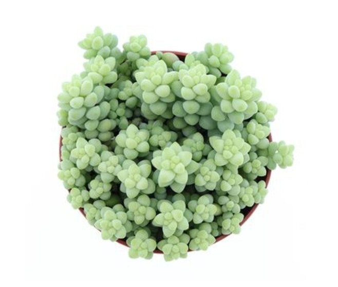 SEDUM BURITTO