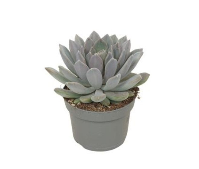 PACHYPHYTUM DRACO