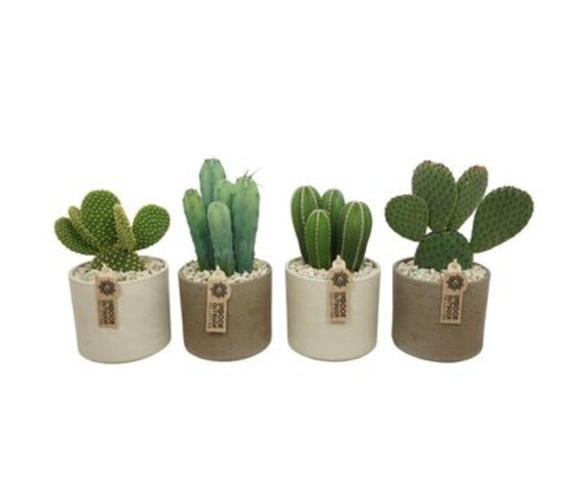 CACTUS VARIE CERAM