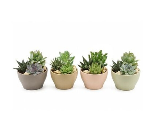 SUCCULENTE X3 CERAM COUPE