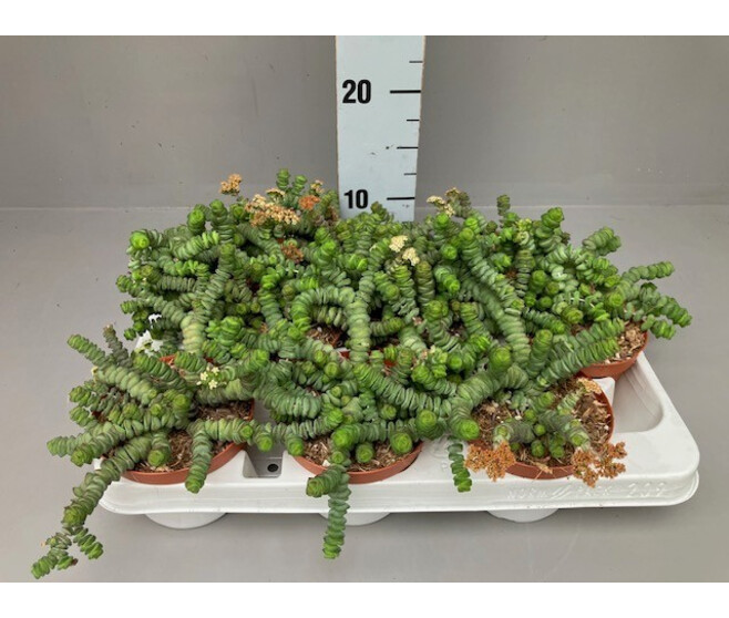 CRASSULA MARNIERIANA