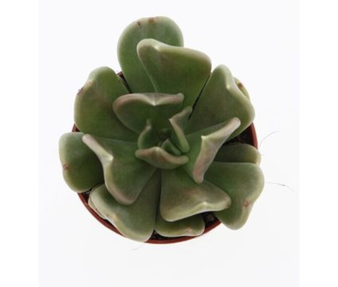 ECHEVERIA CURVE