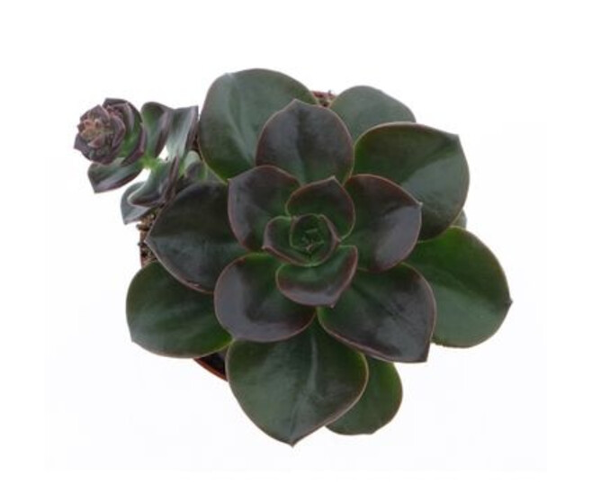 ECHEVERIA MELACO