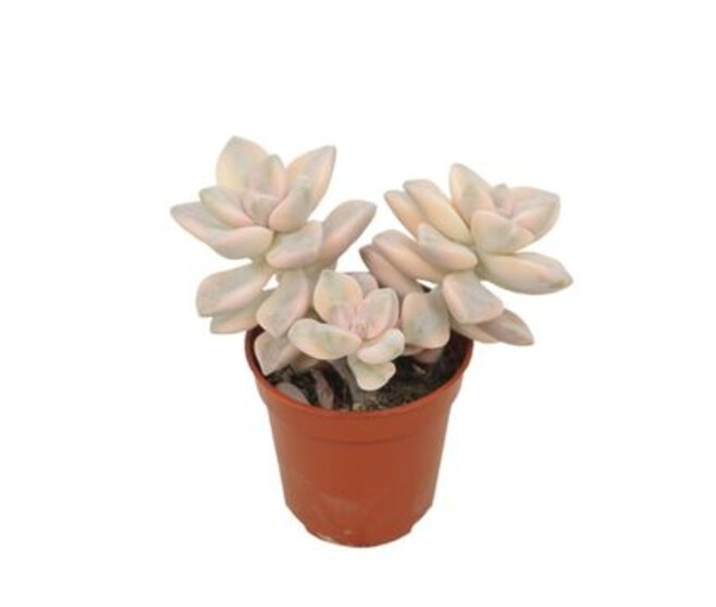 ECHEVERIA TITUBANS