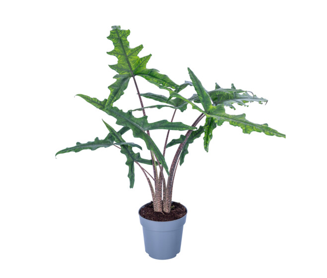 ALOCASIA SABRINA NARROW