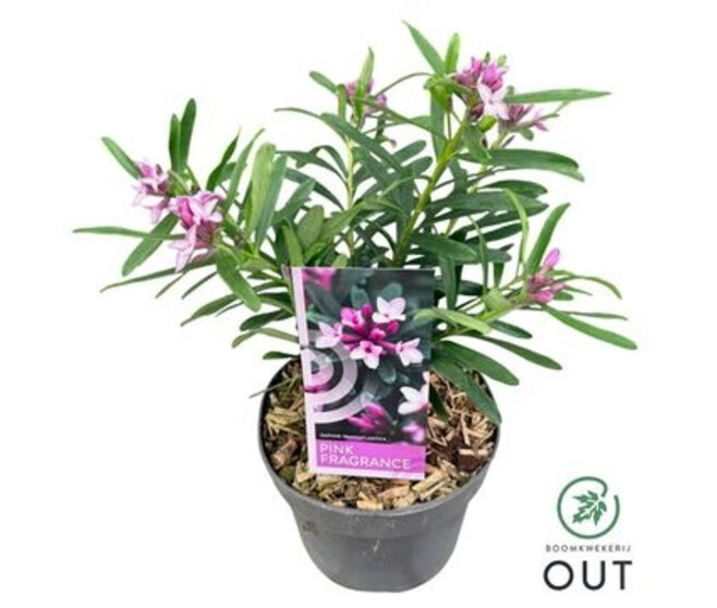 DAPHNE FRAGRANCE