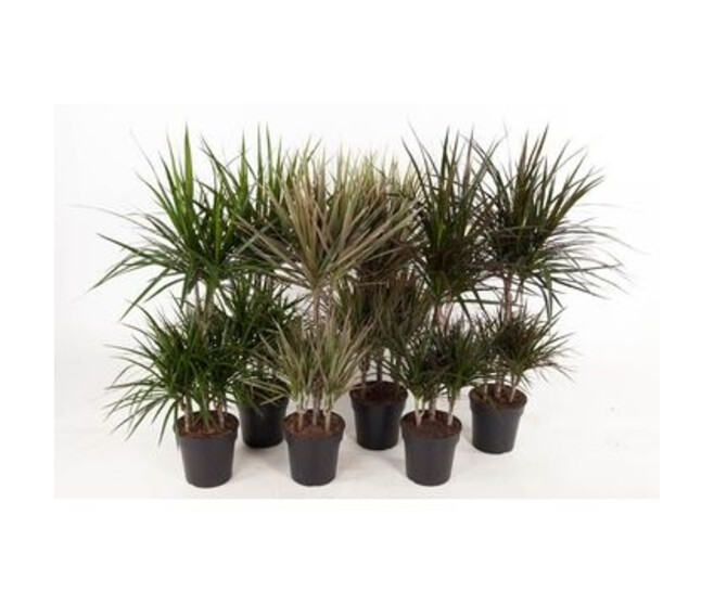 DRACAENA VARIE CARROUSEL