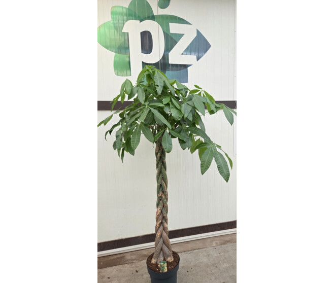 PACHIRA TRESSE