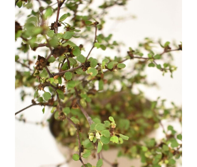 MUEHLENBECKIA