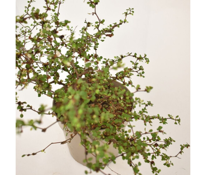 MUEHLENBECKIA