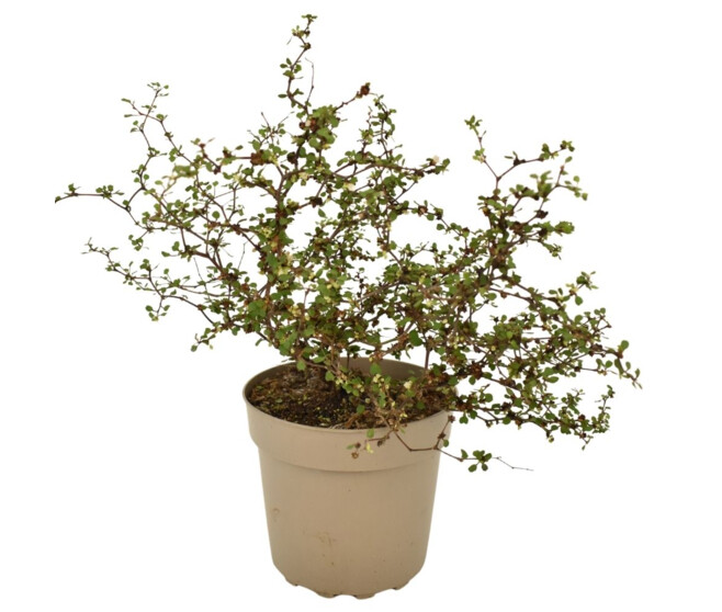 MUEHLENBECKIA