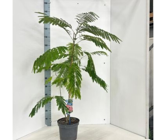 ALBIZIA