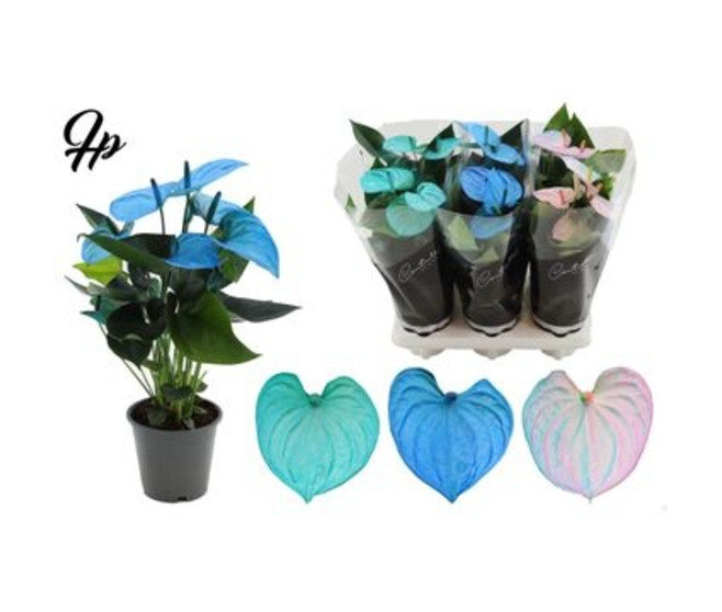 ANTHURIUM ANDREANUM  COCOS