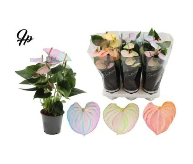 ANTHURIUM ANDREANUM  COCOS